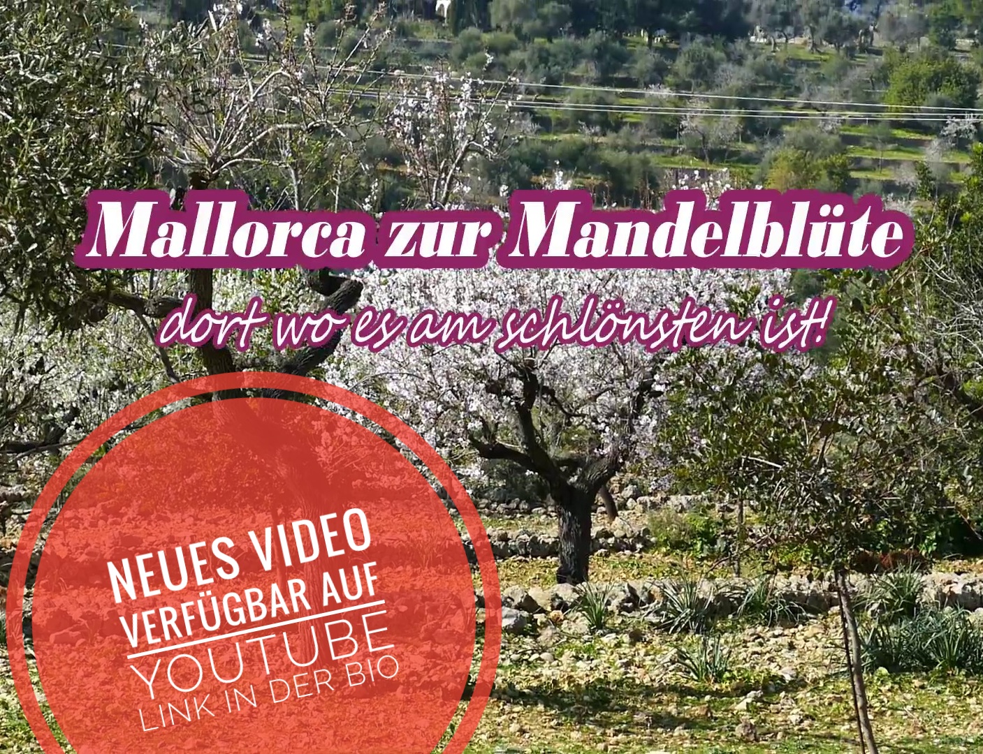 Mandelblüte Mallorca 2019