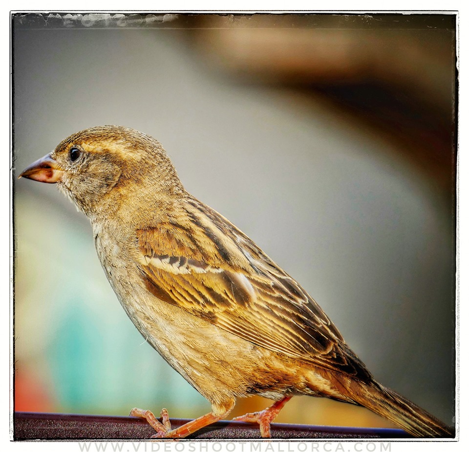 Aufnahme von einem Spatz der wie tausende auf den Terrassen.....