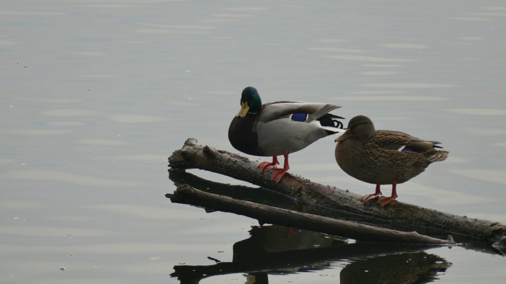 2 Ducks on the Lake in North Germany in the near from Kiel