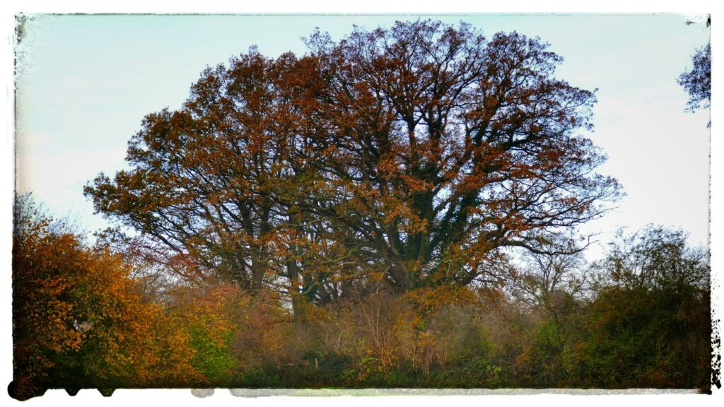 Eiche im Herbst Gewandt.