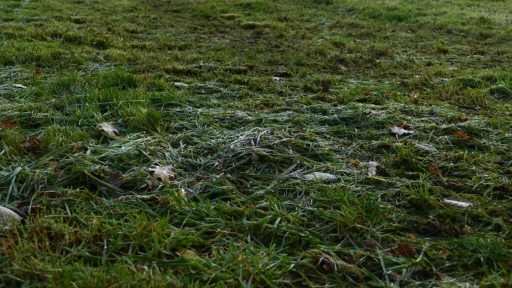 Morning dew on a paddock in northern Germany near Plön.
