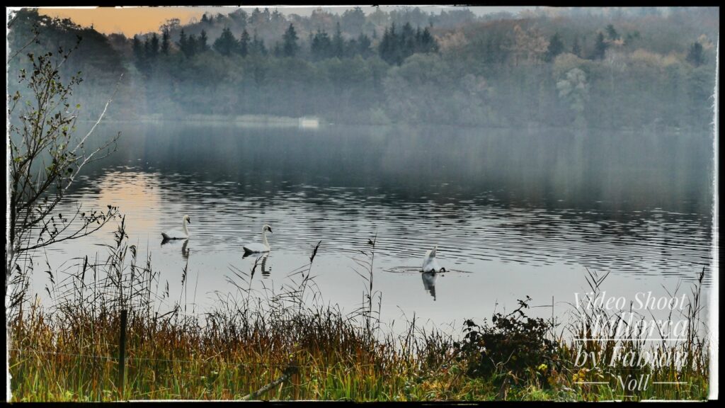 Schwäne-auf-einem-See-Schlewswig-Holstein