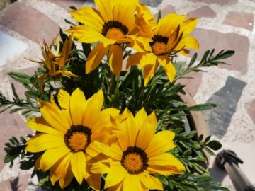 Eine Zeitrafferaufnahme von einer Topf Sonnenblume wo die Blüten im Sonnenschein aufgehen.